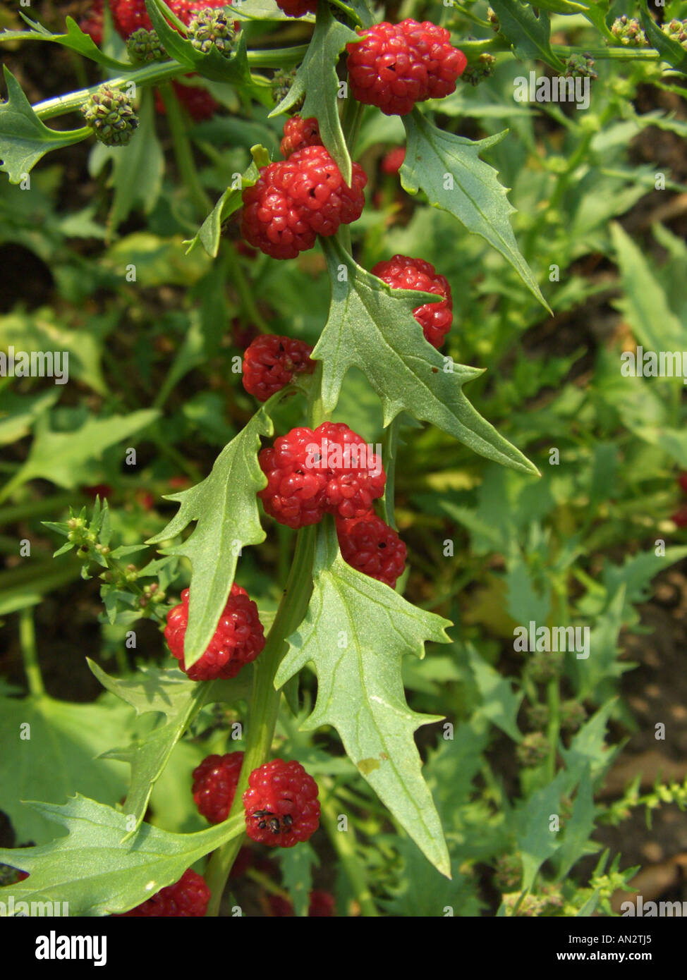 Strawberry Sticks, Leafy Goosefoot (Chenopodium foliosum), ripe fruits Stock Photo