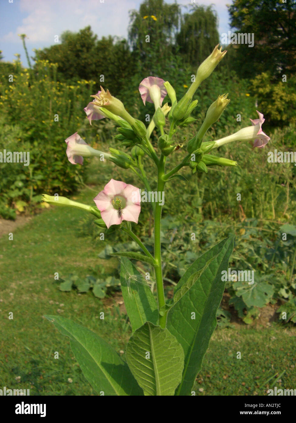 can i buy tobacco leaves Where to Buy Sacred Tobacco can i buy tobacco leaves Where to Buy Sacred Tobacco