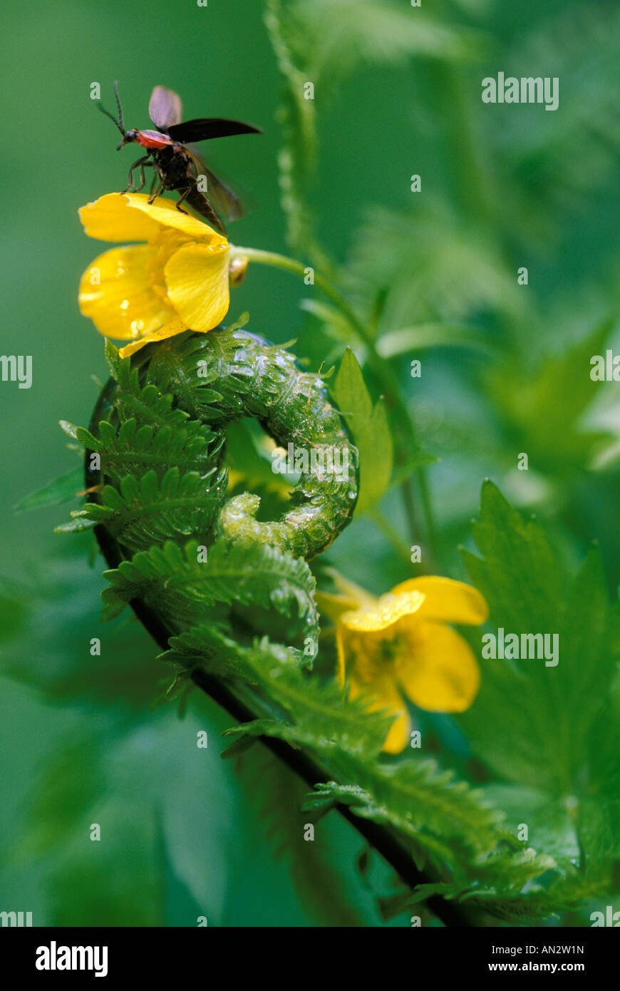 Lightning bug hires stock photography and images Alamy