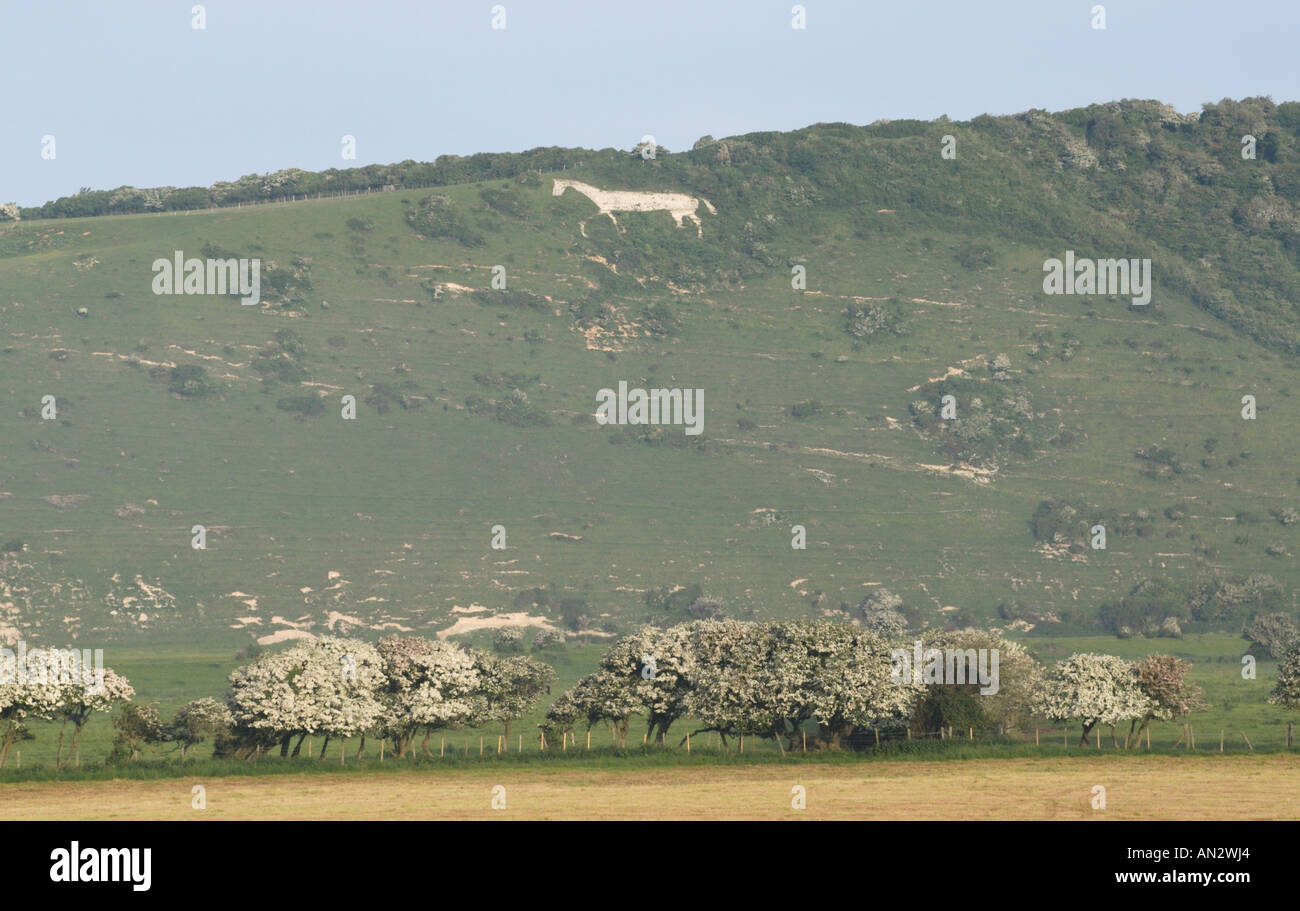 A white horse probably twentieth century carved into the chalk hill