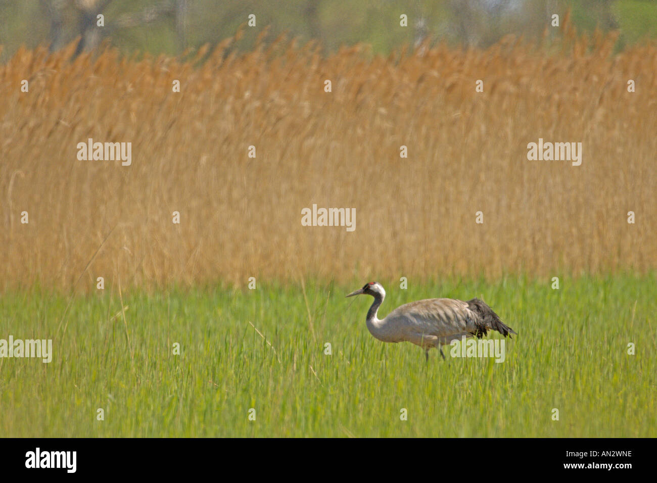 Common crane Grus grus adult approaching nest in recently cut reedbed Hickling Broad Norfolk England May 2006 Stock Photo