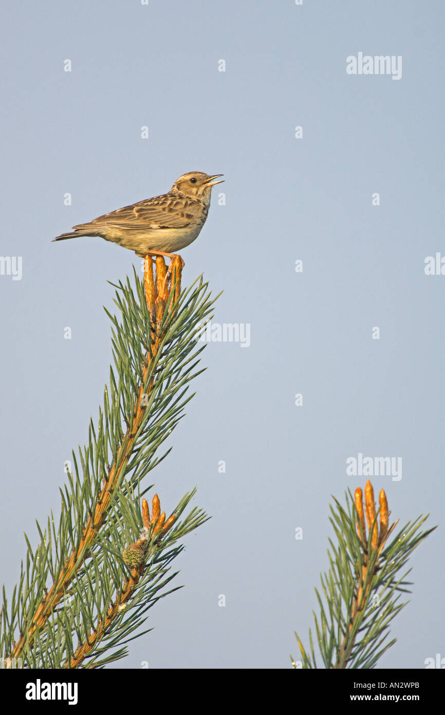 Woodlark or wood lark Lullula arborea adult singing in Scots pine Surrey England May Stock Photo