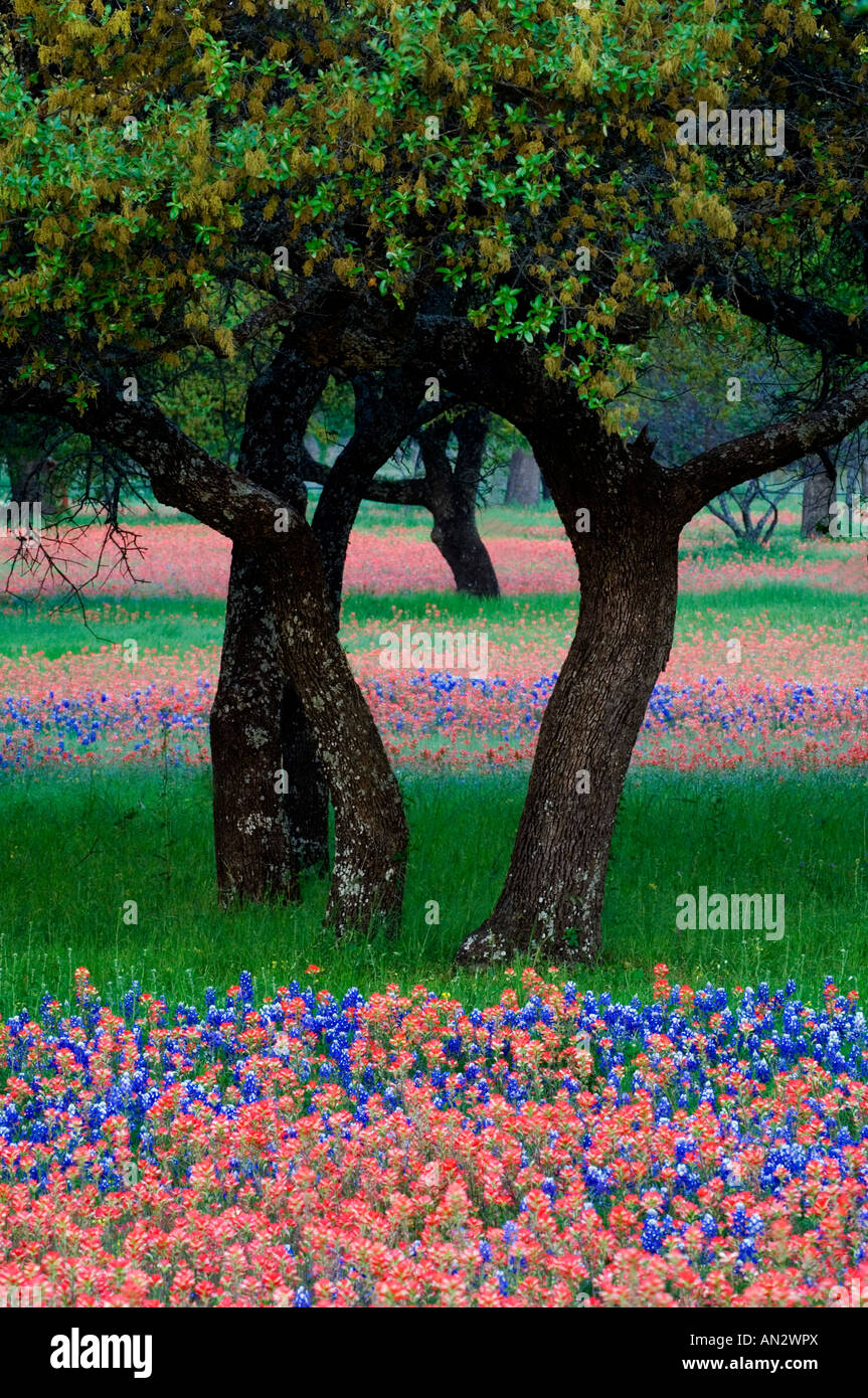 Texas wildflowers hi-res stock photography and images - Alamy