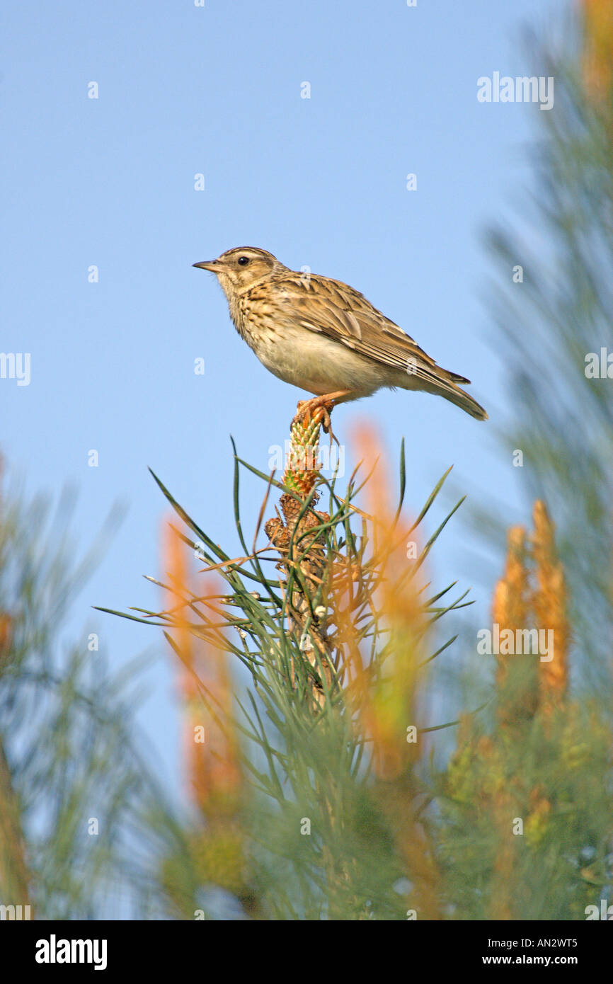 Woodlark or wood lark Lullula arborea adult in Scots pine Surrey England May Stock Photo