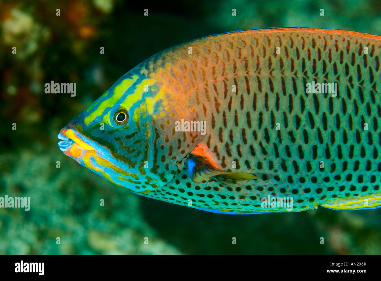 Chiseltooth wrasse Pseudodax mollucanus Komodo National Park Indonesia Stock Photo