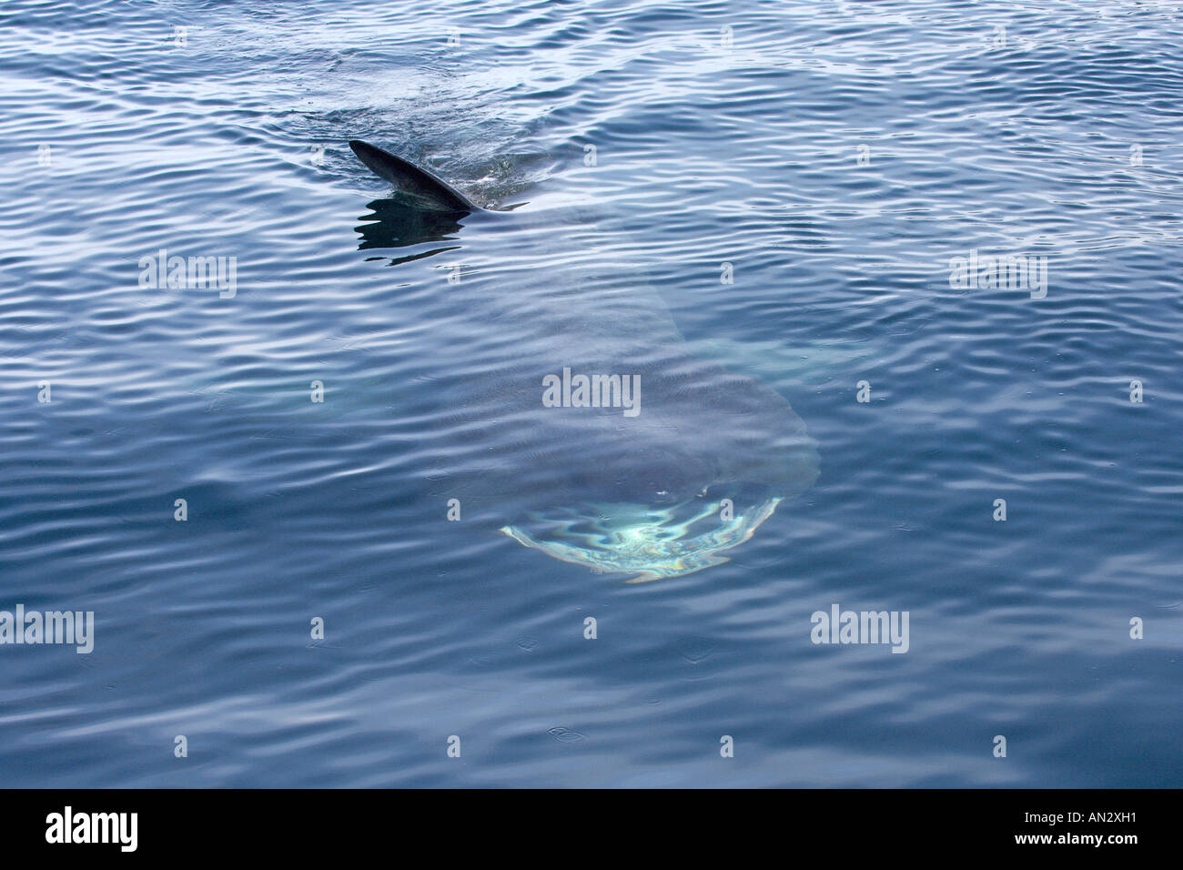Basking shark Cetorhinus maximus filter feeding near Isle of Canna Scotland June 2006 Stock Photo