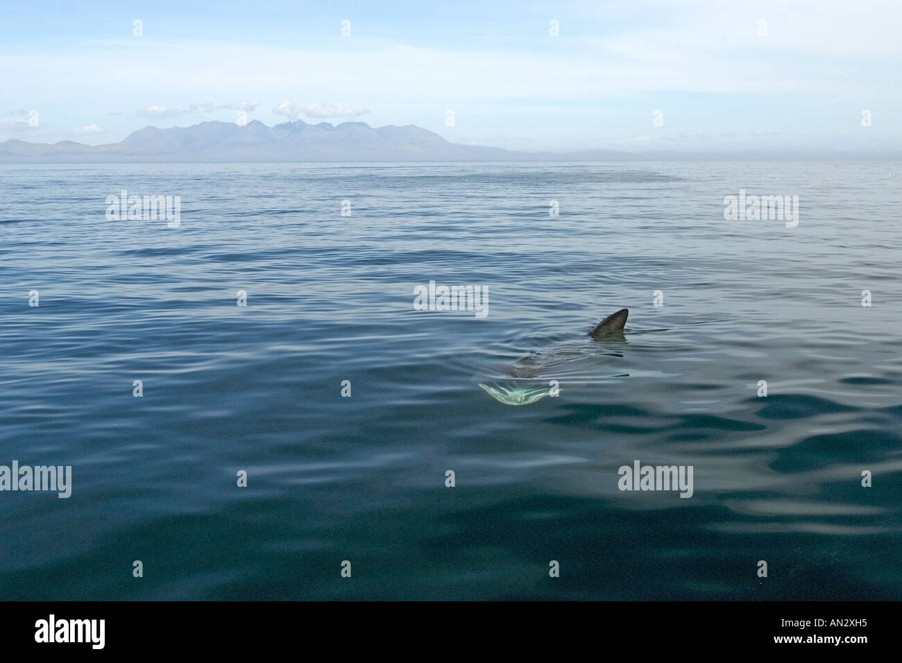 Basking shark Cetorhinus maximus filter feeding near Isle of Canna Scotland June 2006 Stock Photo