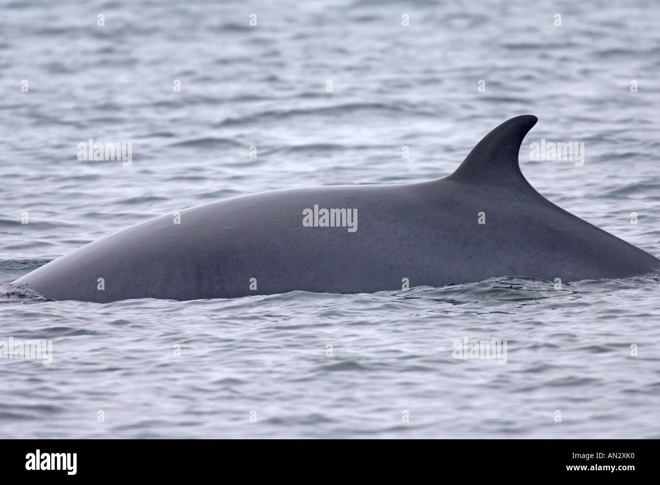 Minke whale scotland hi-res stock photography and images - Alamy