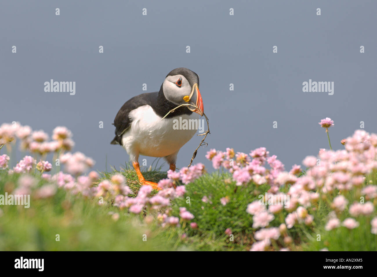 Atlantic puffin Fratercula arctica summer adult in thrift with nesting material on Isle of Lunga Treshnish Isles Scotland June Stock Photo