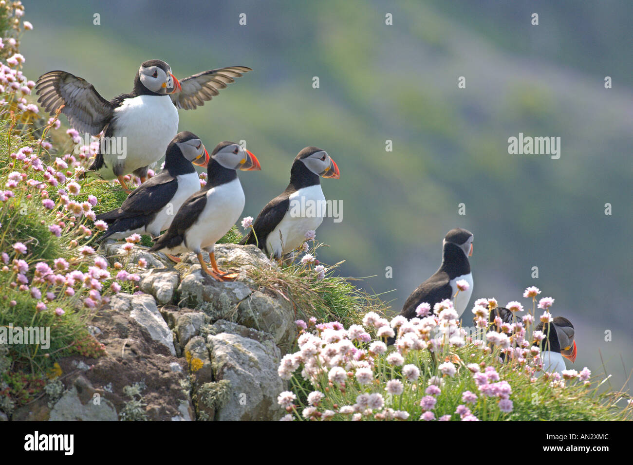 Atlantic puffin Fratercula arctica group of summer adults in thrift on Isle of Lunga Treshnish Isles Scotland June Stock Photo