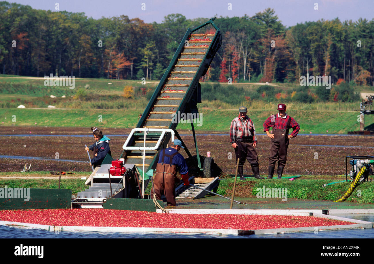 Cranberry harvest massachusetts hires stock photography and images Alamy
