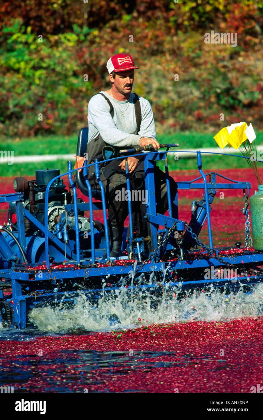 A cranberry harvest machine, Massachusetts Stock Photo Alamy