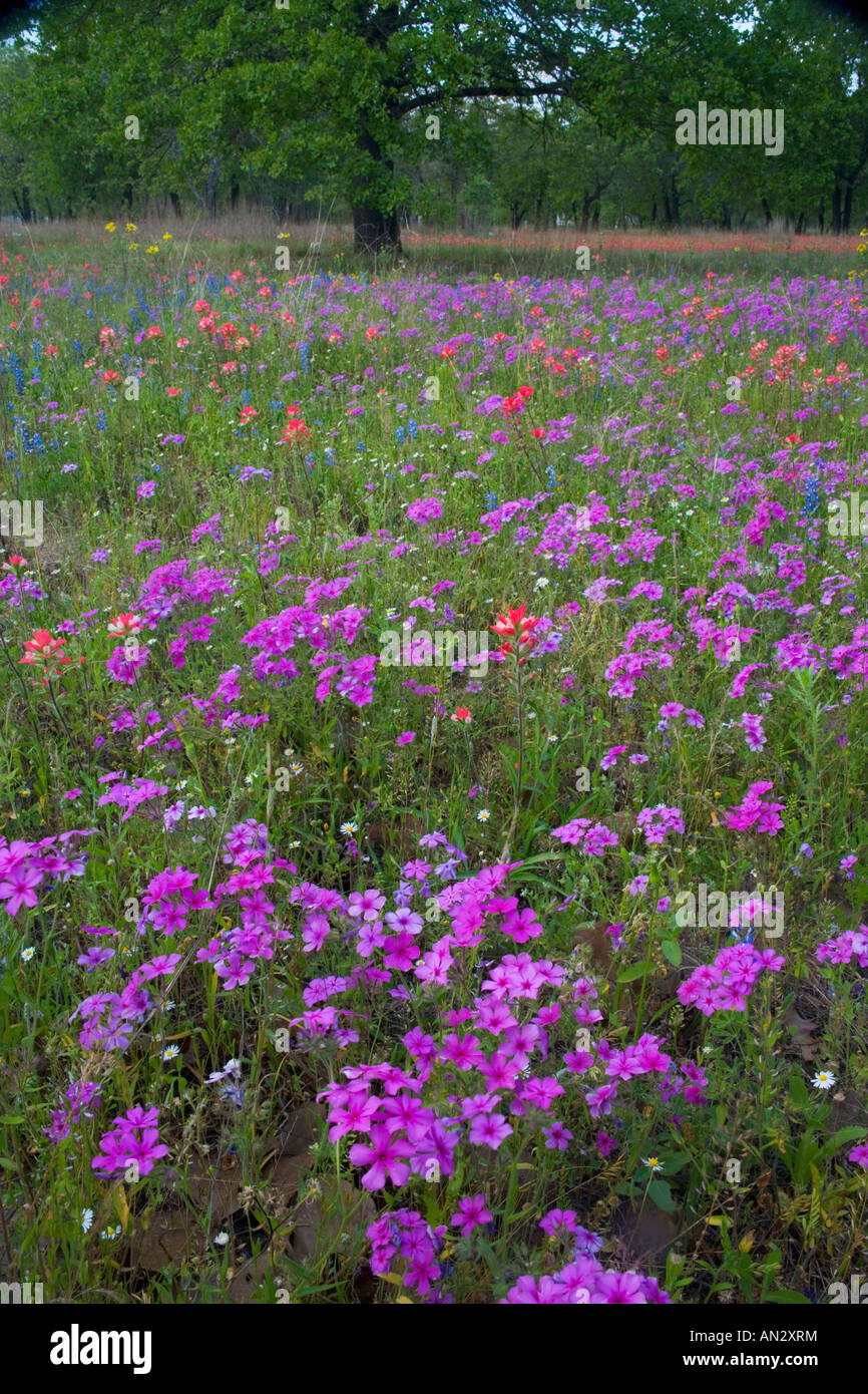 Oak tree and field of wildflowers near Devine Texas Stock Photo - Alamy