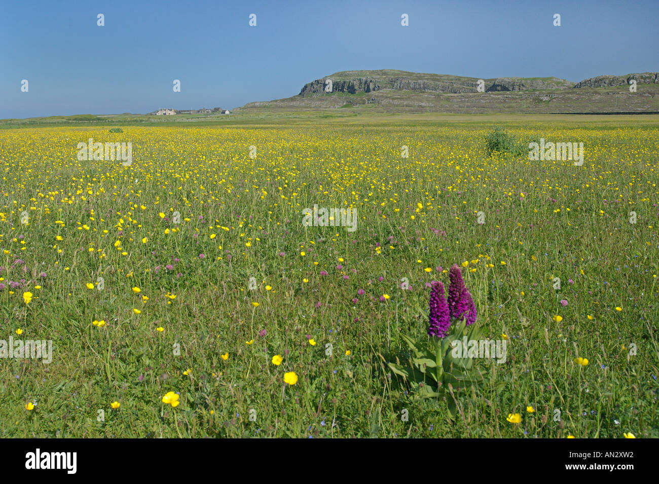 Machair in flower on island of Oronsay RSPB reserve Scotland June Stock Photo
