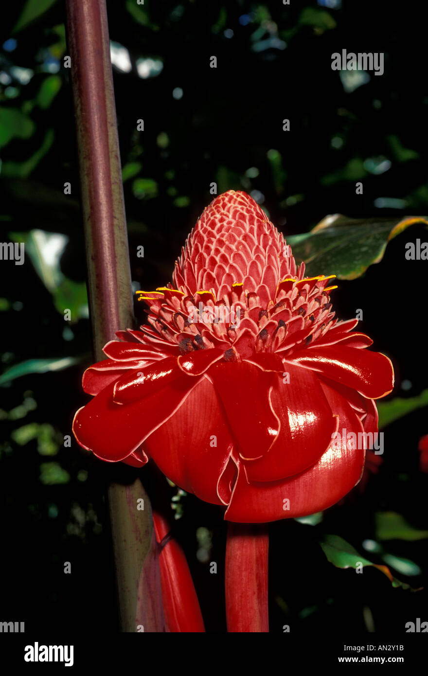 Balata botanical gardens hi-res stock photography and images - Alamy