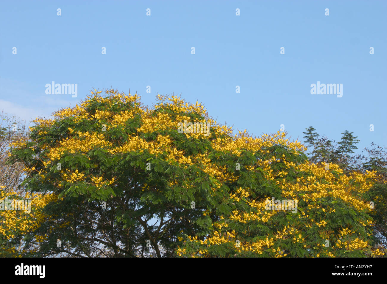 yellow poinciana tree Peltophorum pterocarpum Stock Photo
