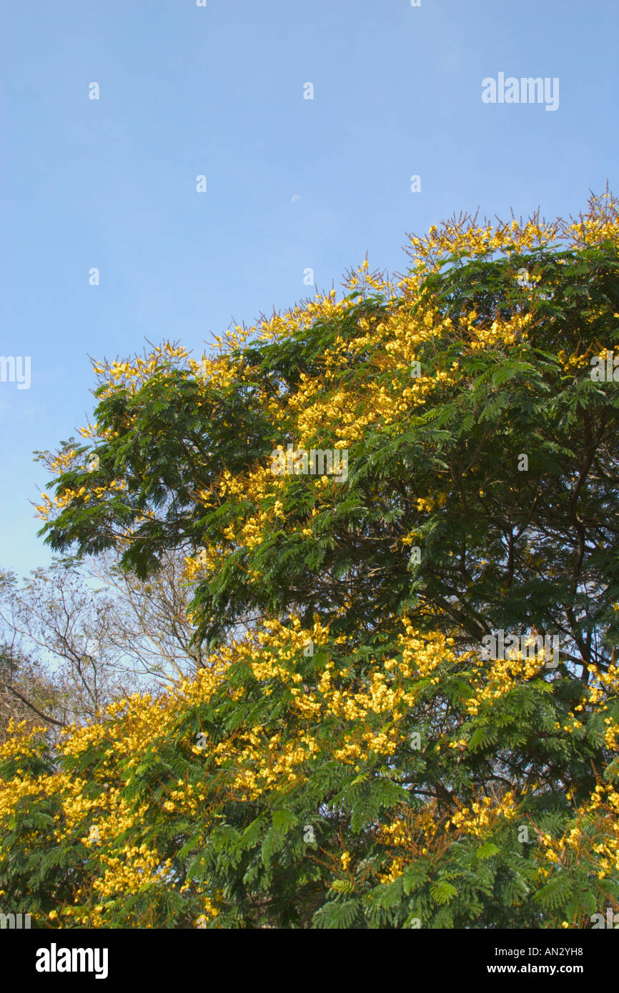 yellow poinciana tree Peltophorum pterocarpum Stock Photo