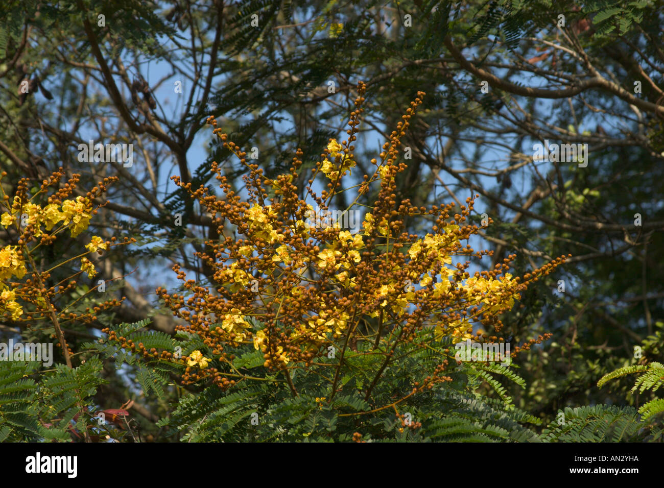 closeup of flowers from yellow poinciana tree Peltophorum pterocarpum Stock Photo