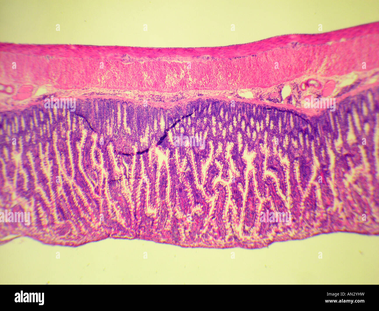 Small intestine cross section hi-res stock photography and images - Alamy