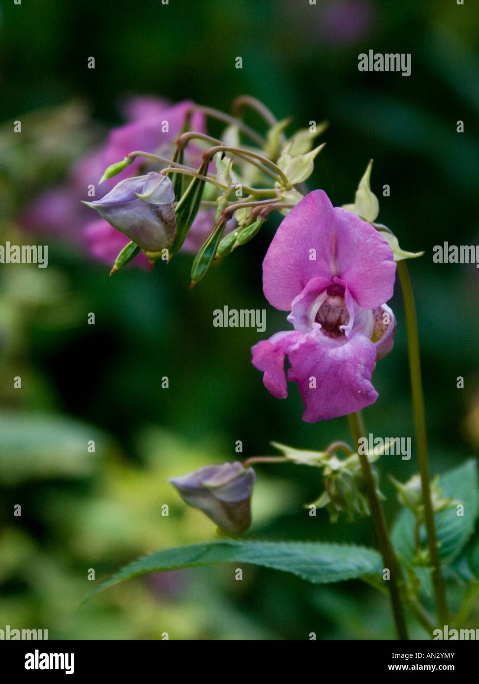 Close up of wild flower Impatiens Glandulifera also known as Policeman's Helmet and Himalayan or Indian Balsam Stock Photo