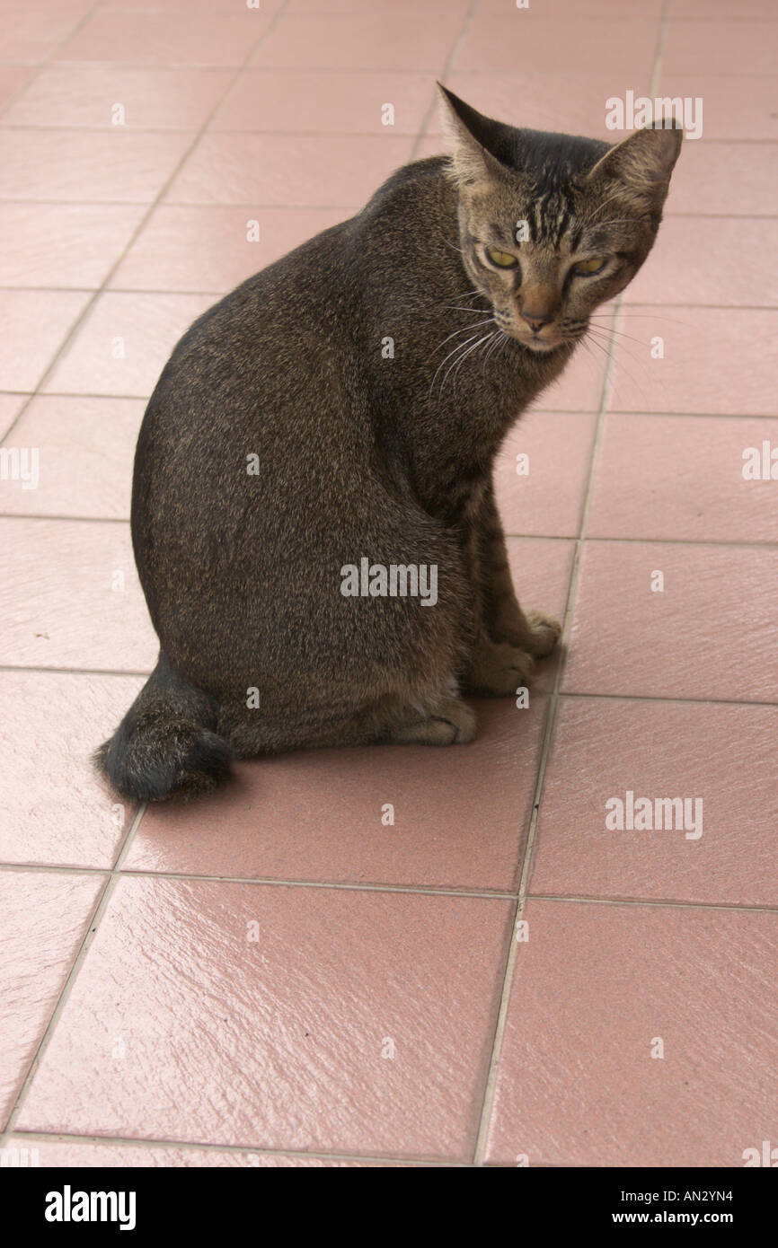 cat with tail cut short Stock Photo Alamy