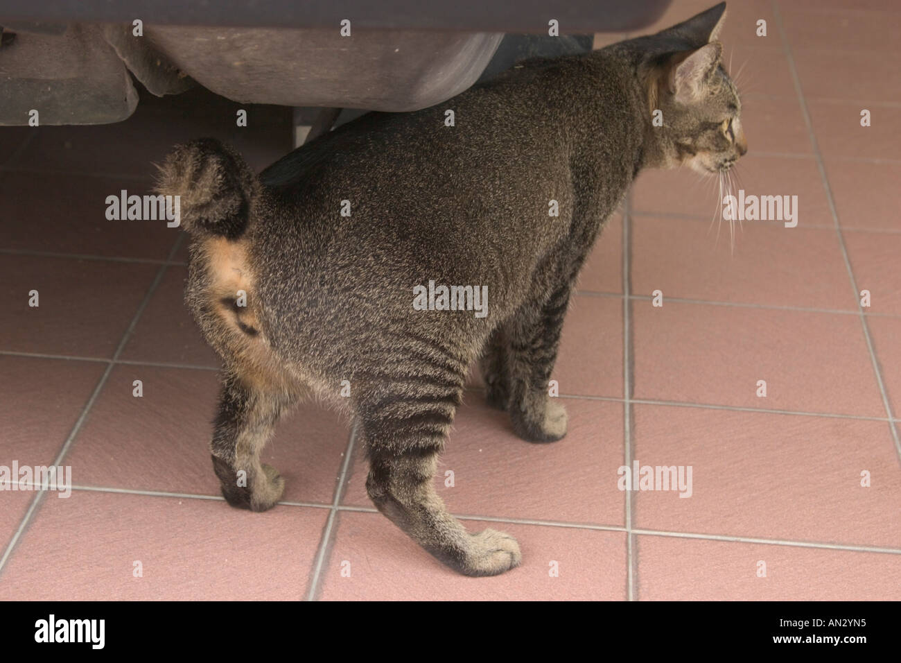 cat with tail cut short Stock Photo Alamy