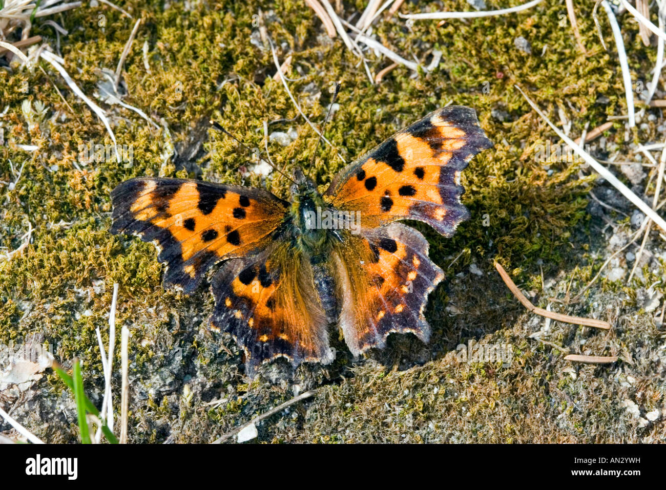 Green Comma Polygonia faunus Gunflint Trail Cook County Minnesota United States 16 August Adult Nymphalinae Stock Photo