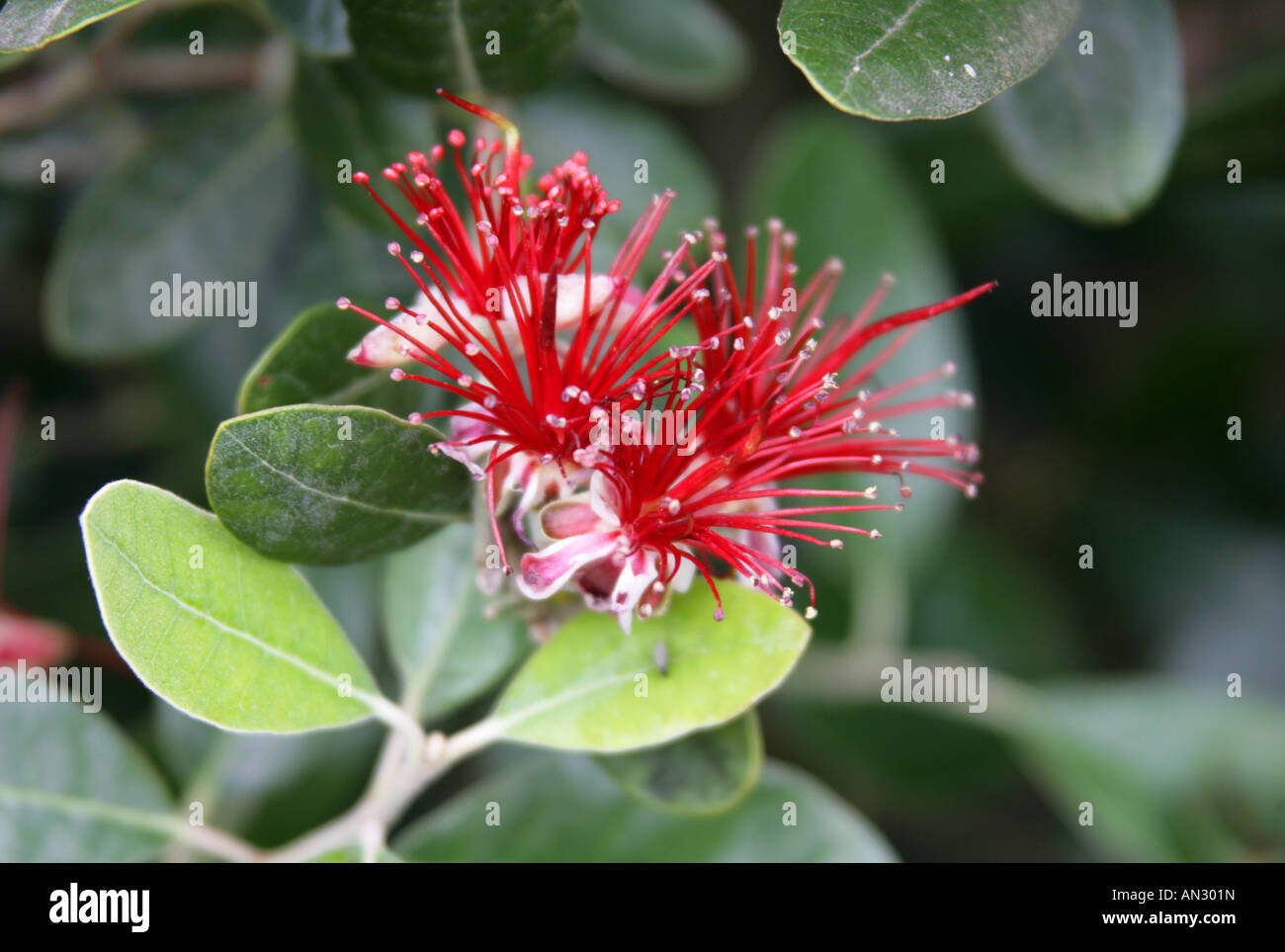 Pineapple Guava or Guavasteen, Acca sellowiana syn Feijoa sellowiana