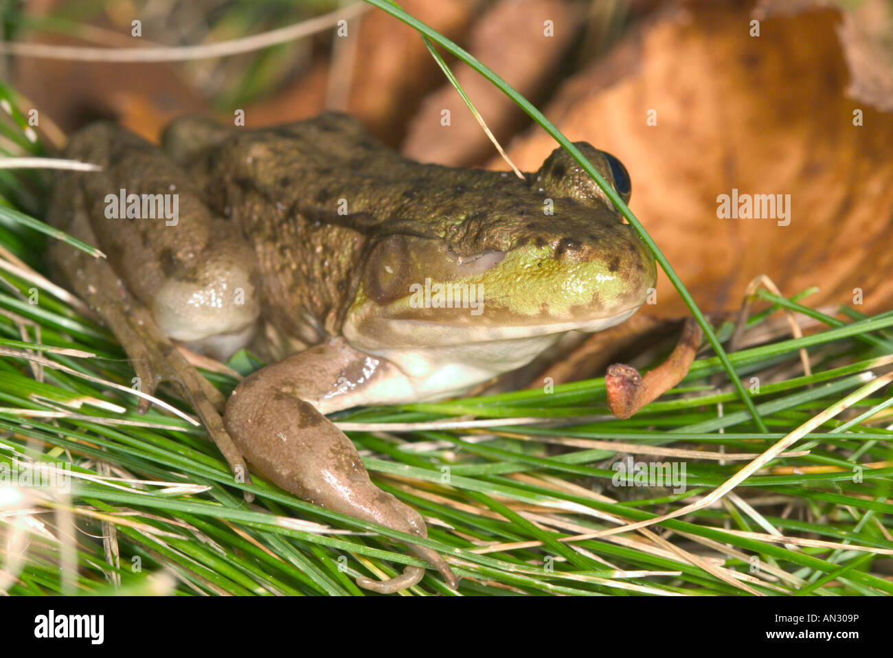 Green Frog Rana clamitans Tamarack Minnesota United States 8 Sep Adult Ranidae Stock Photo