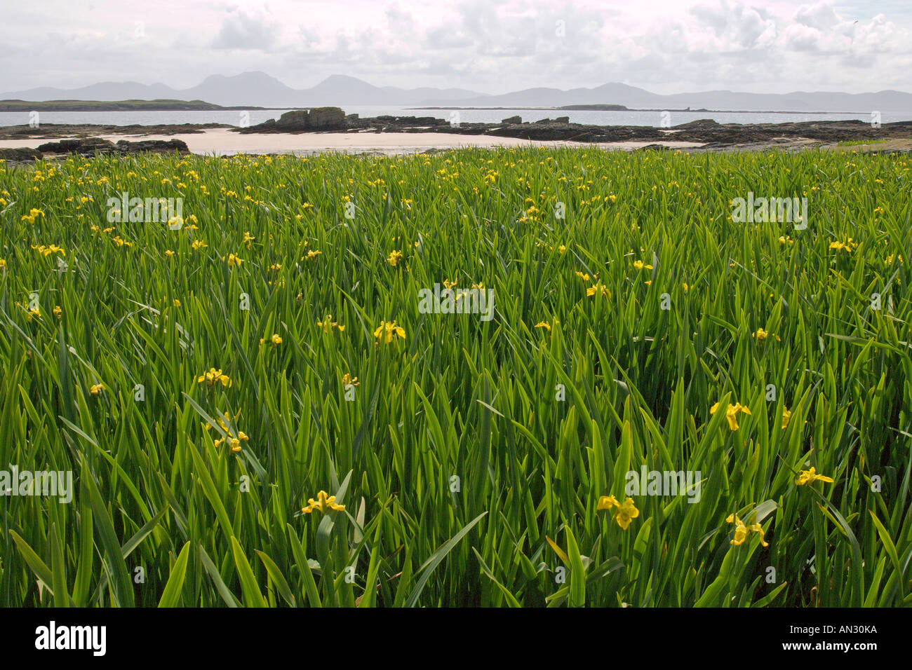 Yellow iris Iris pseudacorus and beach on island of Oronsay looking towards Jura Inner Hebrides Scotland June 2006 Stock Photo
