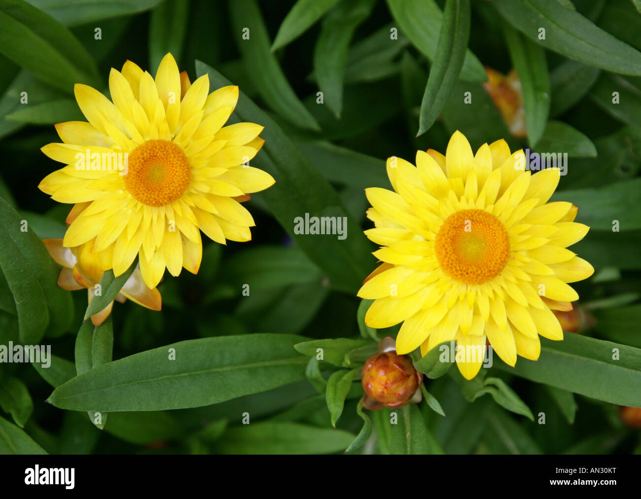 Straw Flower or Everlasting Flower Helichrysum Sunshine Asteraceae