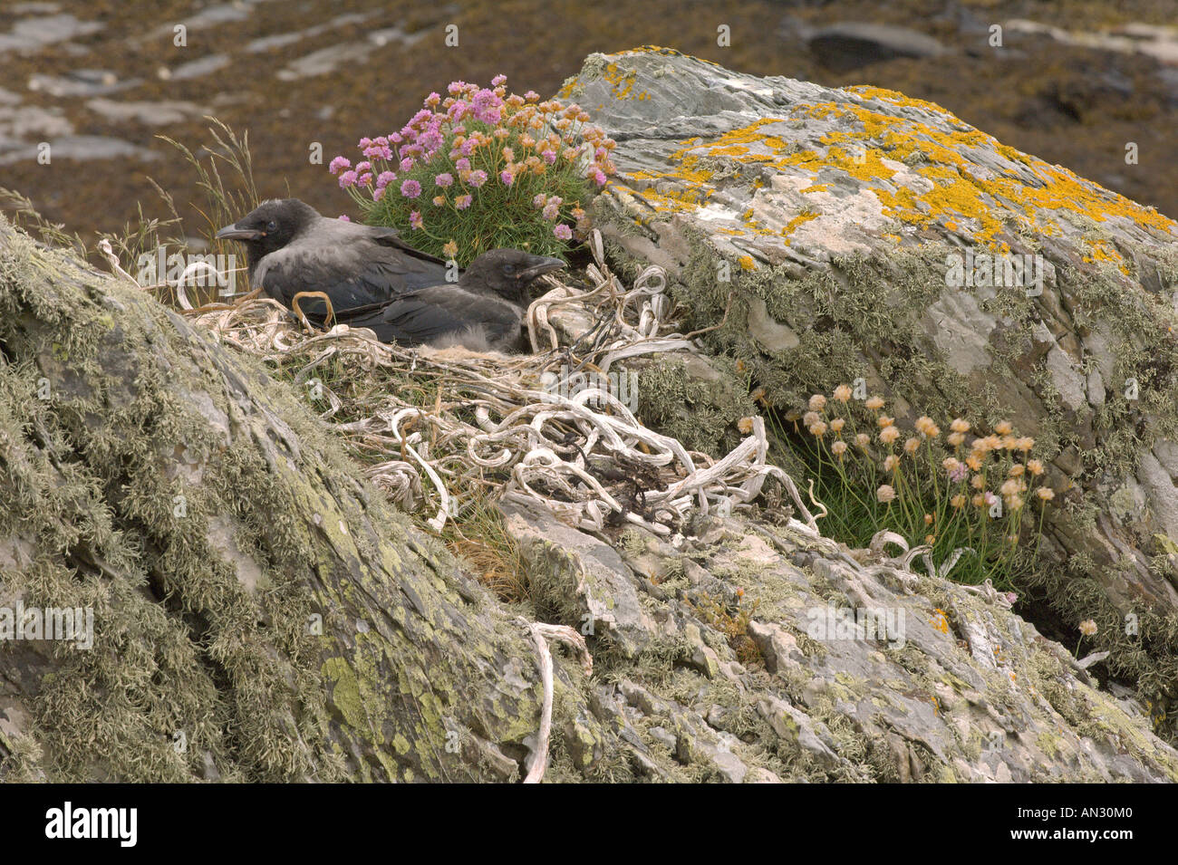 Hooded crow Corvus corone cornix juveniles in nest on seashore Isle of Oronsay Scotland June Stock Photo