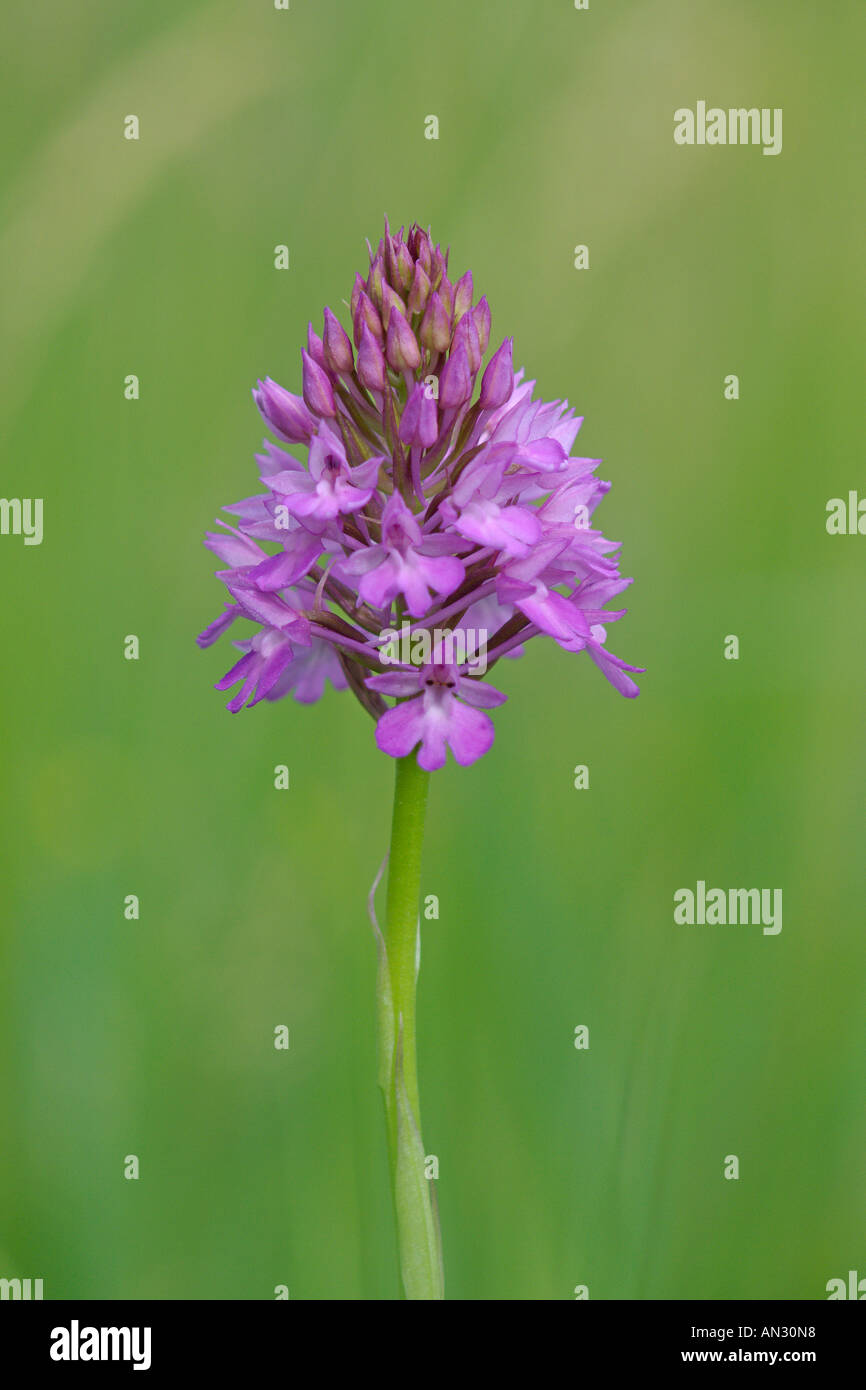 Pyramidal orchid Anacamptis pyramidalis in wildflower meadow Wilden Bedfordshire July Stock Photo