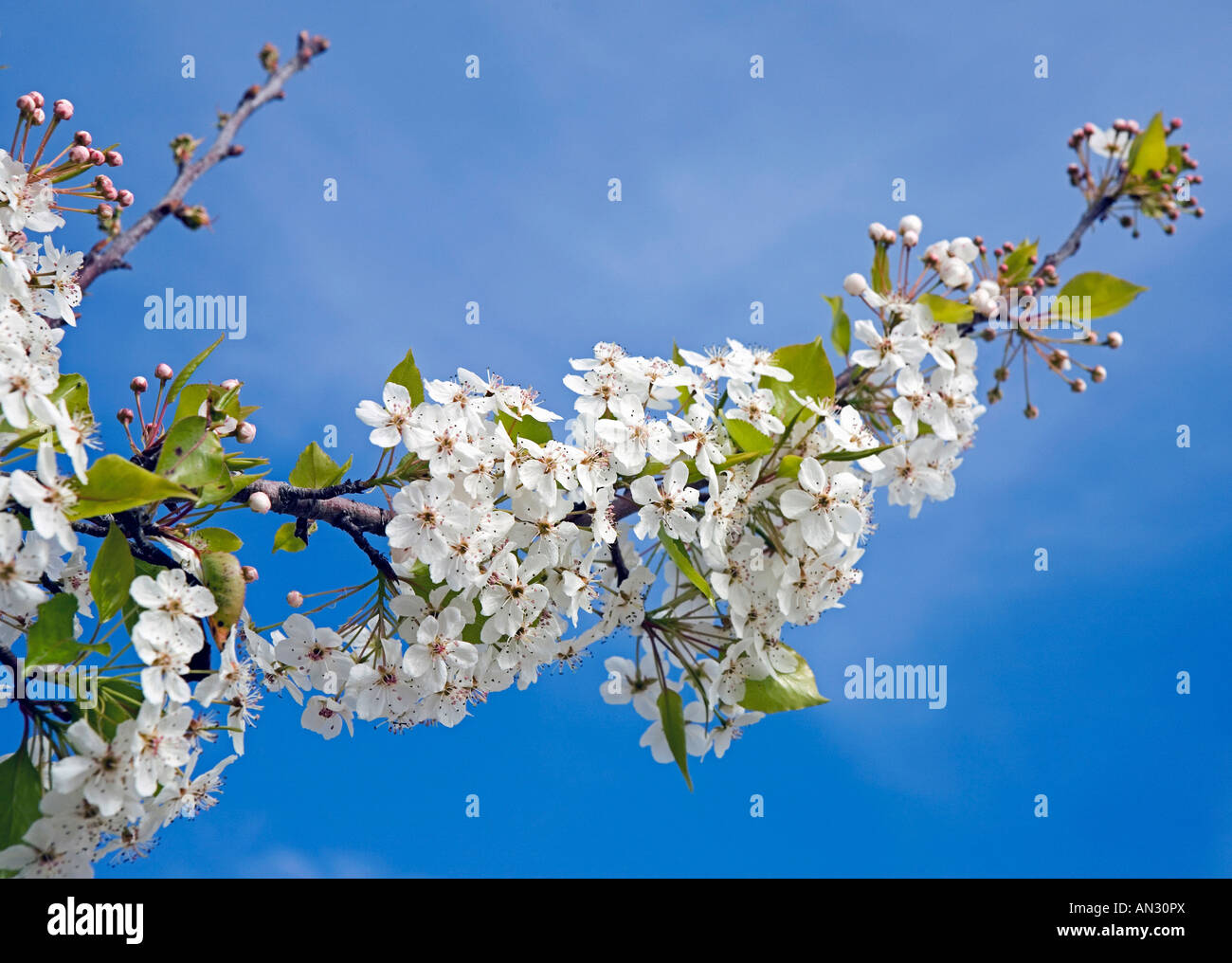 Katy cherry hires stock photography and images Alamy