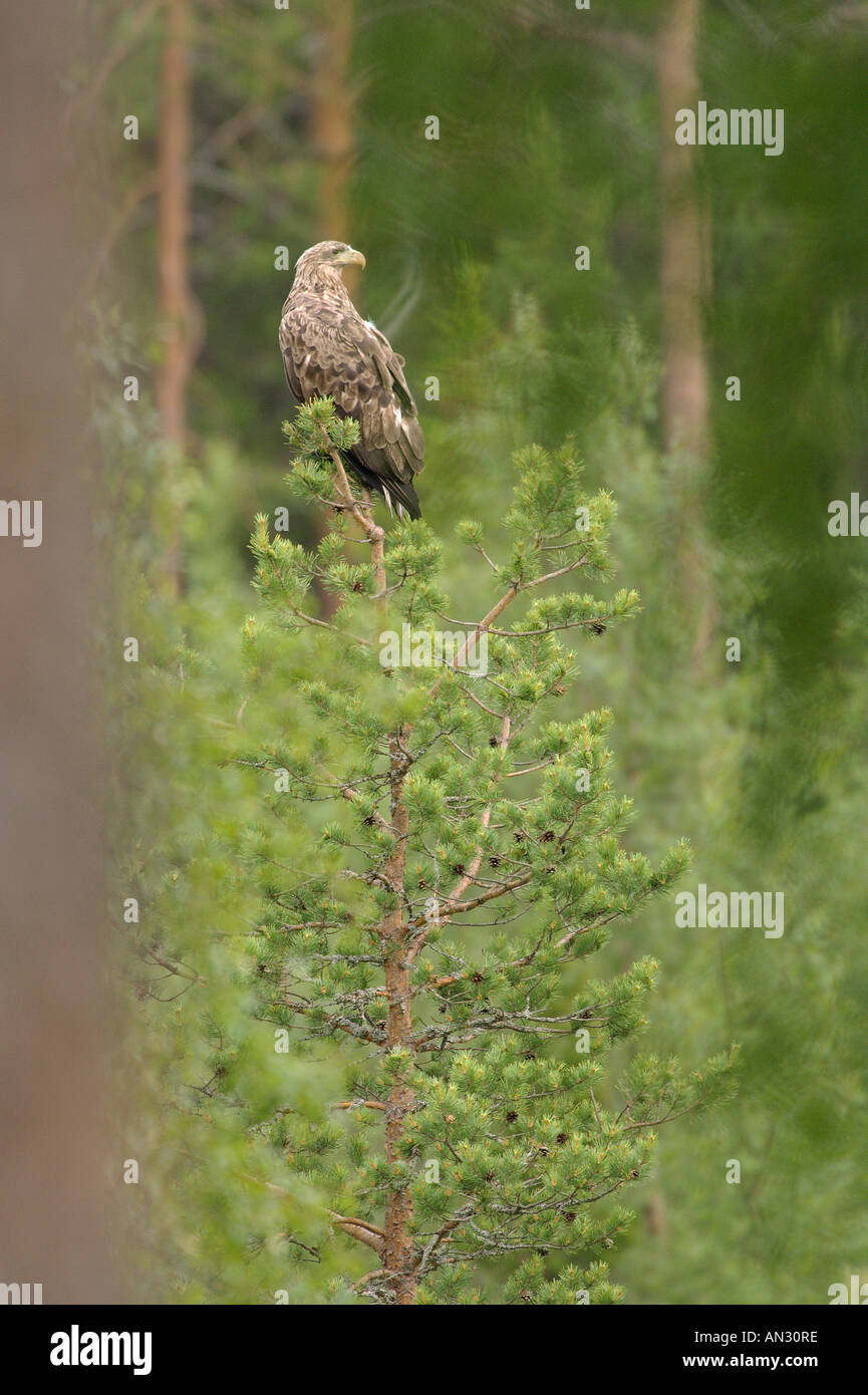 White tailed eagle Haliaeetus albicilla immature 2nd year bird perched in Scots pine Finland June Stock Photo