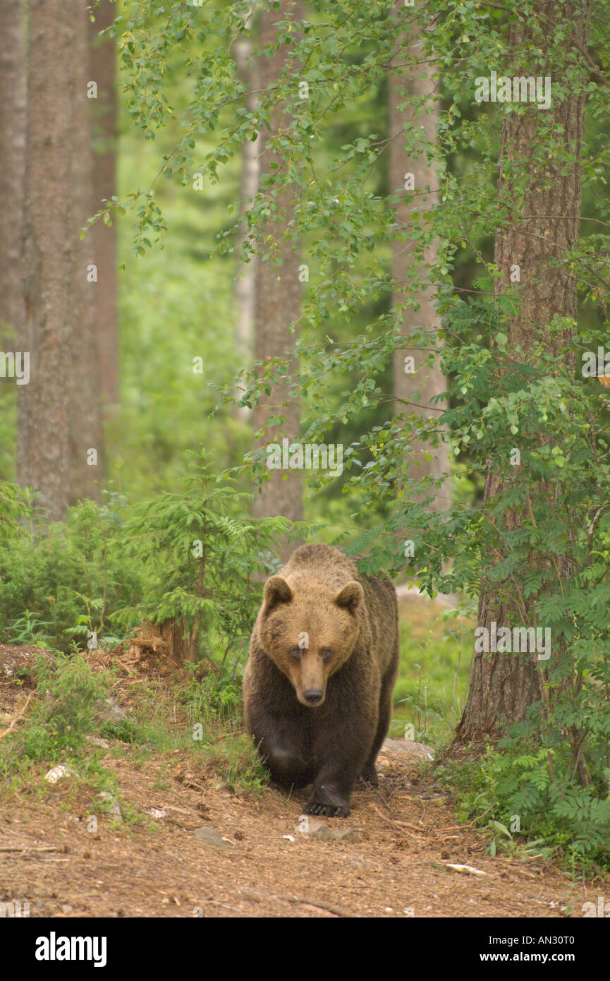 Brown bear ursus arctos in taiga forest hi-res stock photography and ...