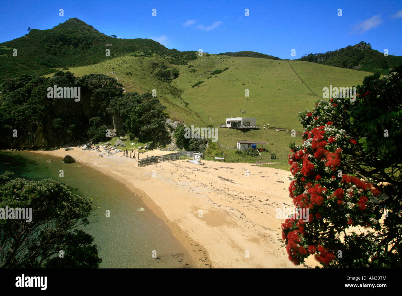 Arid Island Great Barrier Island New Zealand Stock Photo Alamy