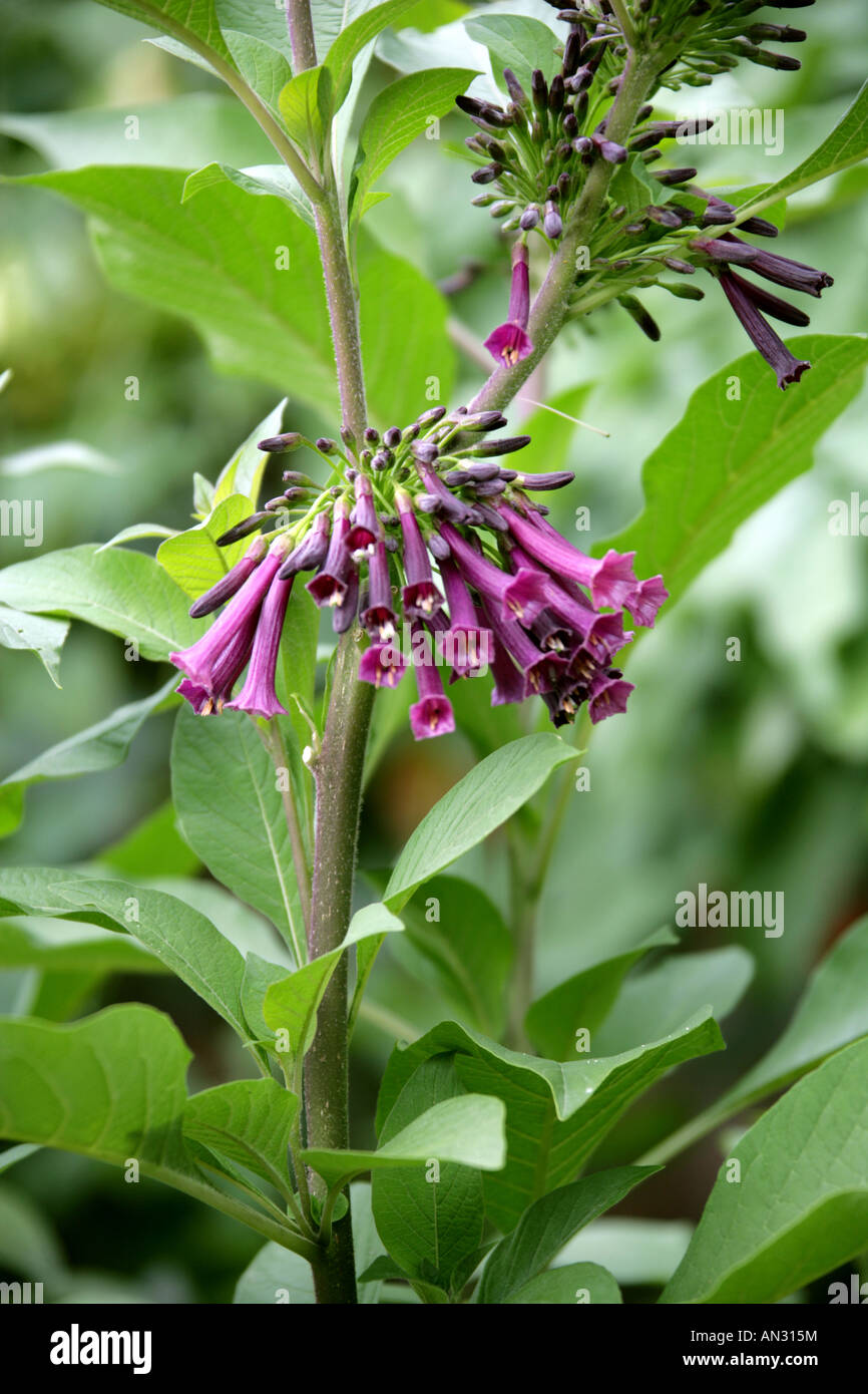 Iochroma purpurea, Solanaceae Stock Photo
