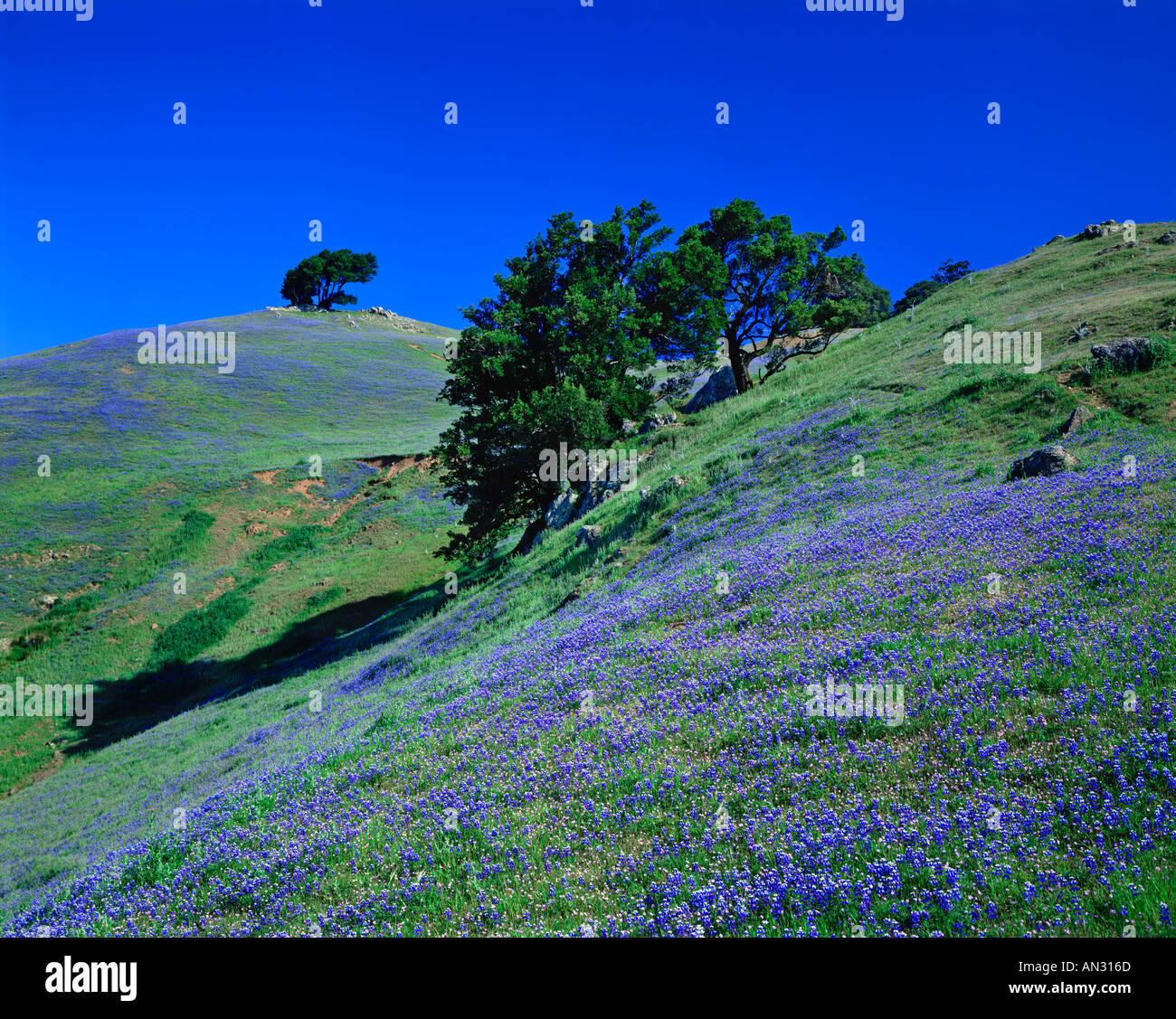 winding road on Mt Tamalpais in Marin County California USA Stock Photo