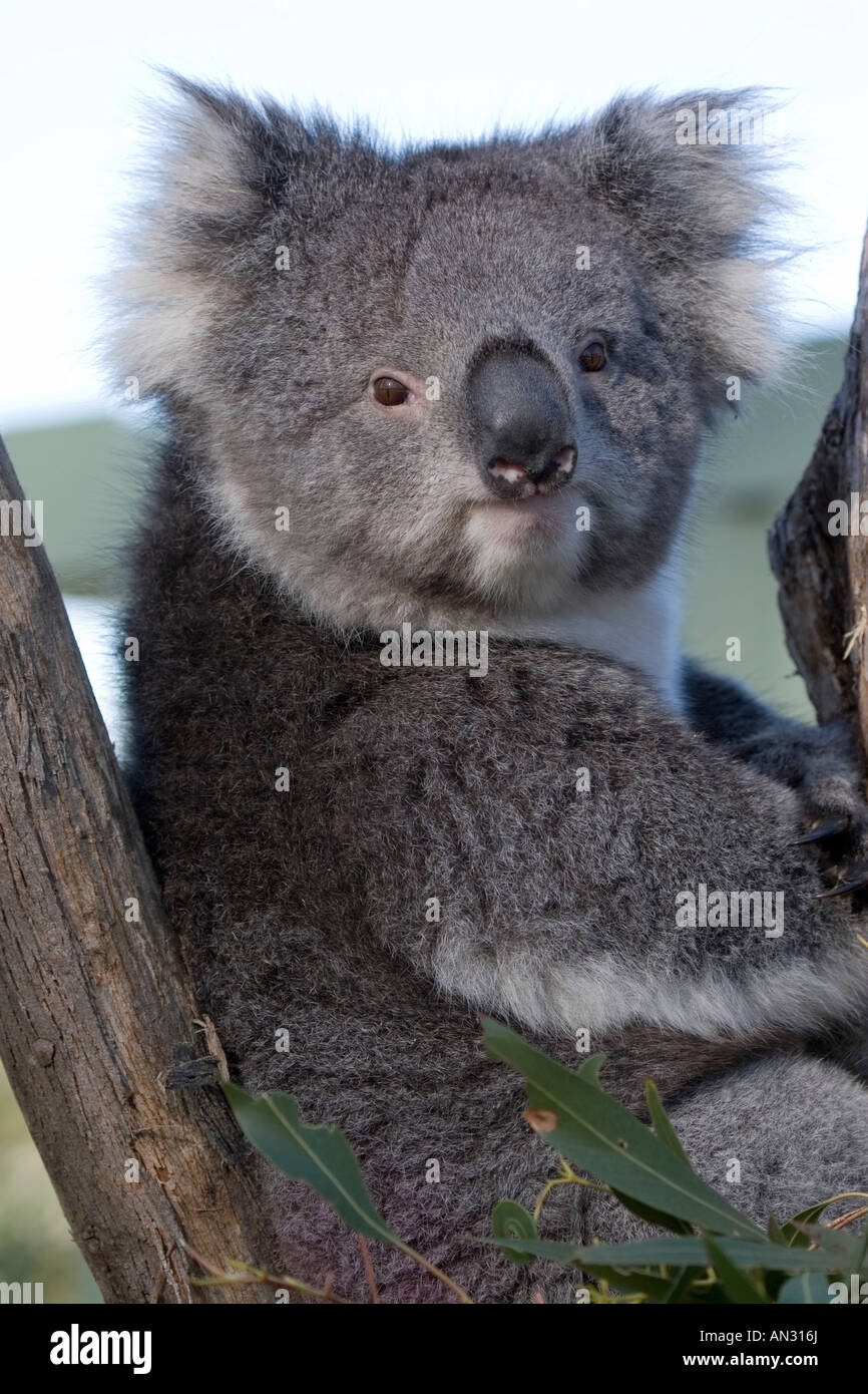 Koala looking on tree hi-res stock photography and images - Alamy