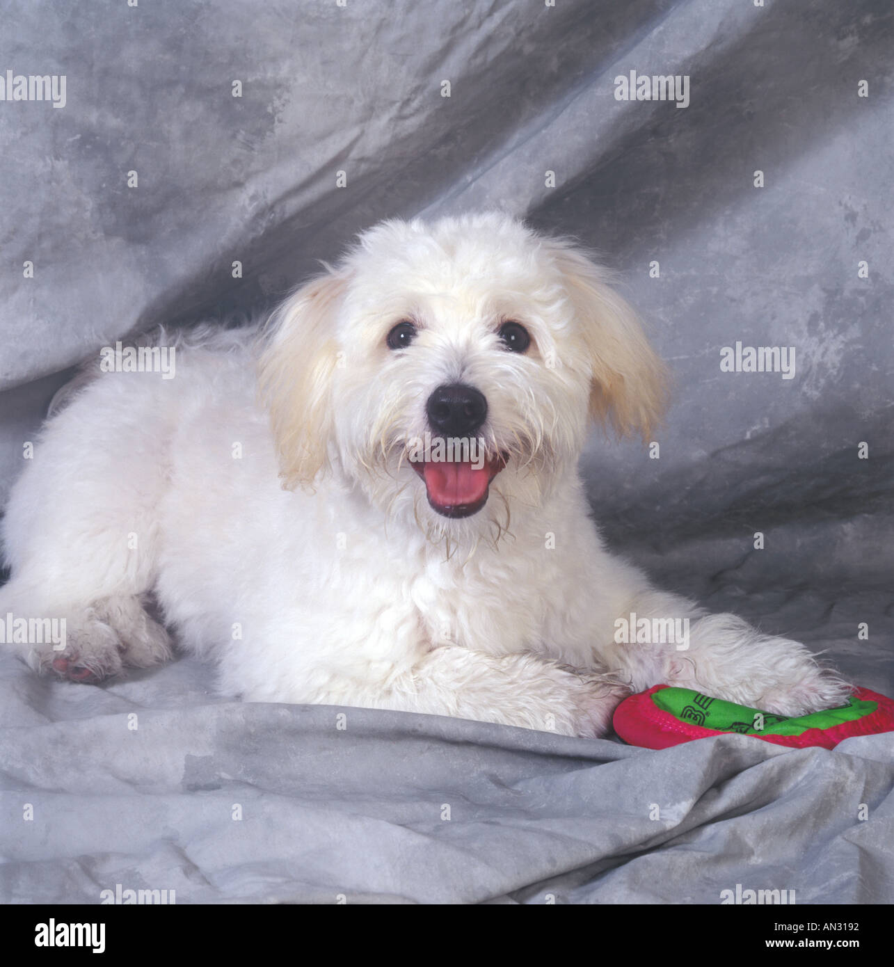 White Dog Portrait Stock Photo