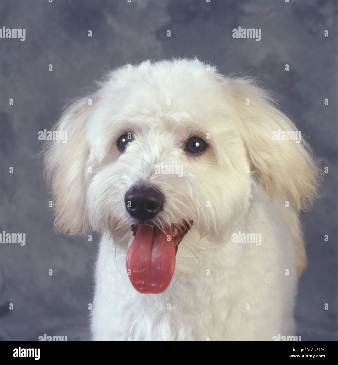 White Dog Portrait Stock Photo