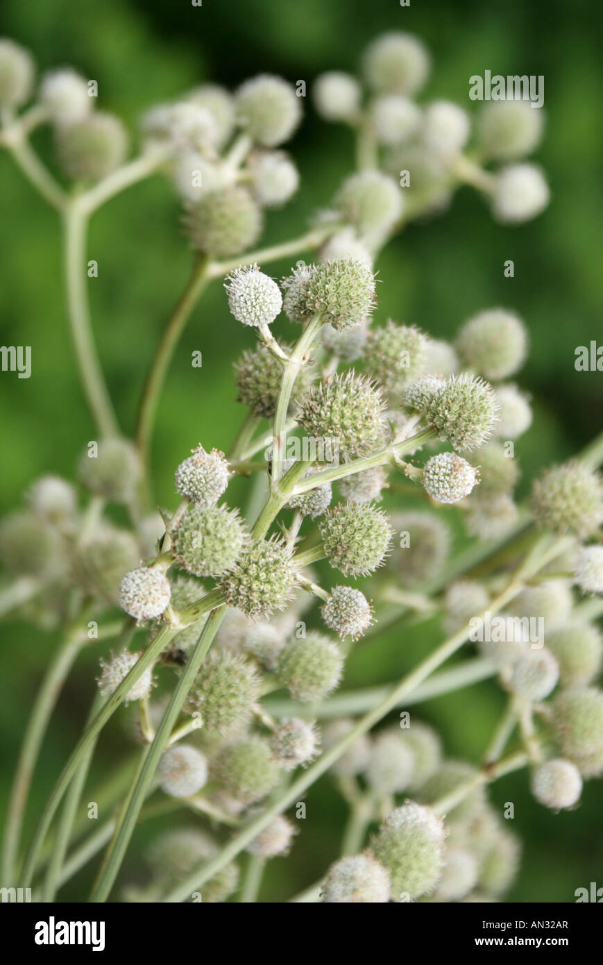 Candelabra Eryngium aka Sea Holly, Eryngium eburneum, Apiaceae