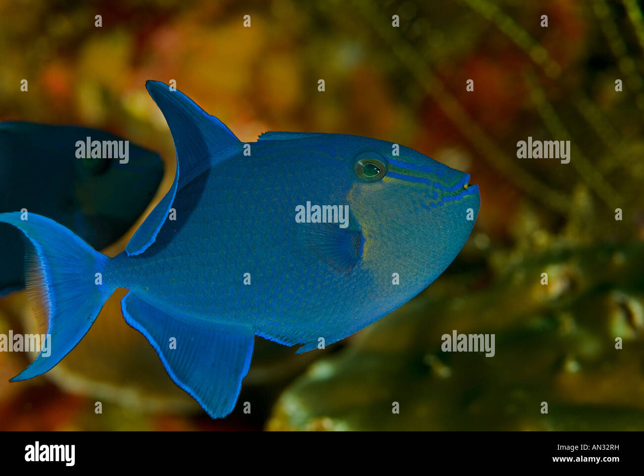 Redtooth triggerfish odonus niger rincha hi-res stock photography and