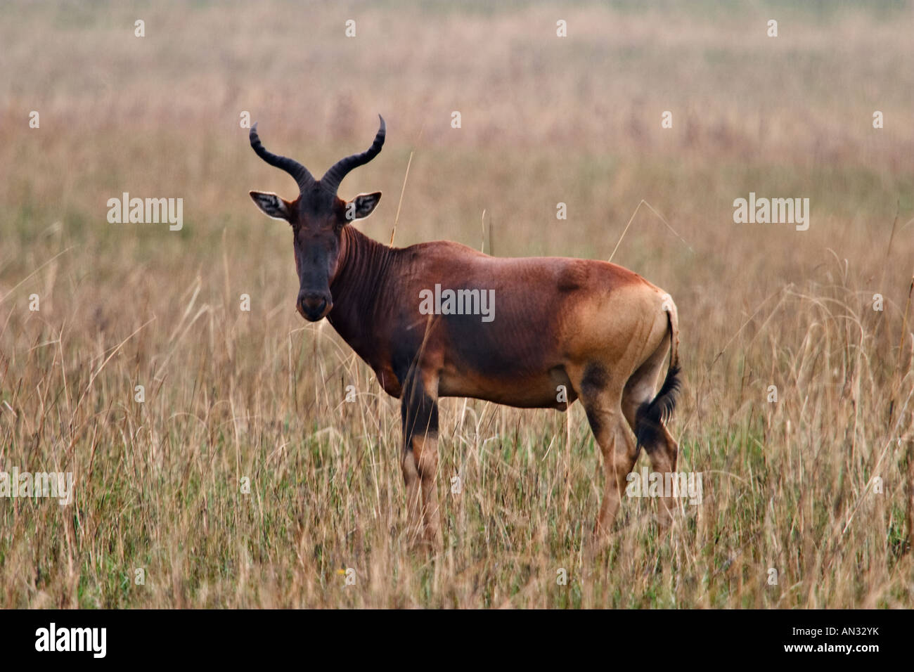 Swayne's Hartebeest (Alcelaphus buselaphus swaynei) at Senkele ...