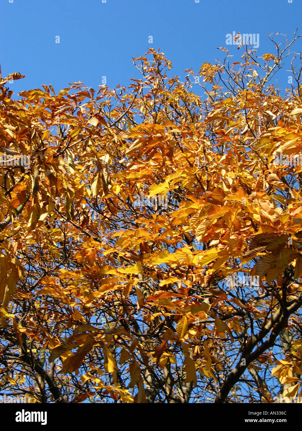 Uk trees sky hi-res stock photography and images - Alamy