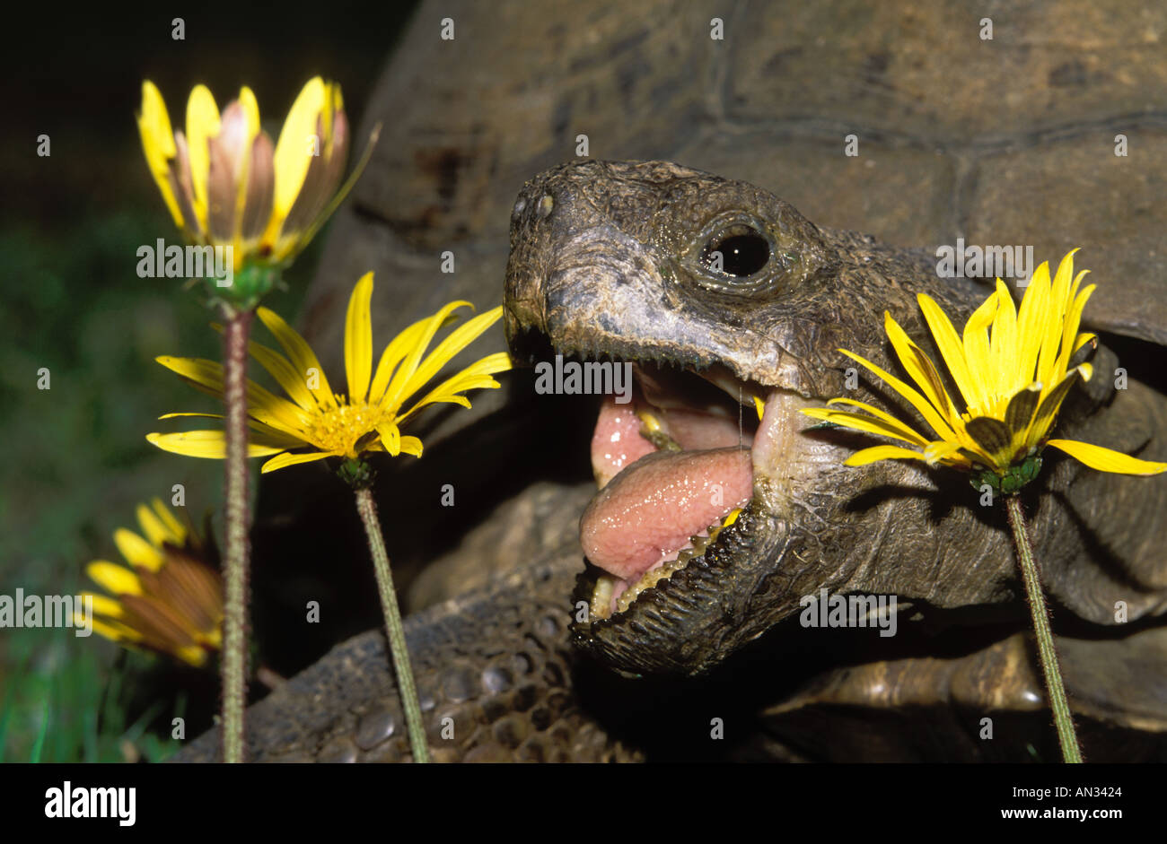 Leopard tortoise Geochelone pardalis Feeding on daisies South Africa