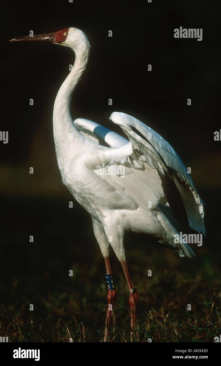 Siberian Crane Grus leucogeranus With census tracker on leg India Stock Photo