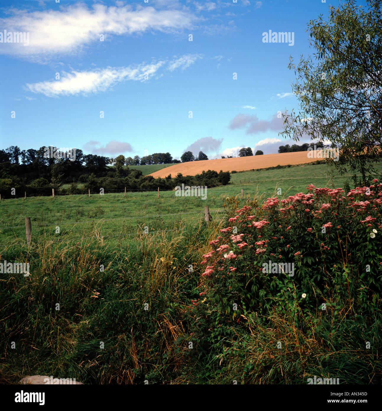 Fields and hedgerow Cherhill Wiltshire England Stock Photo