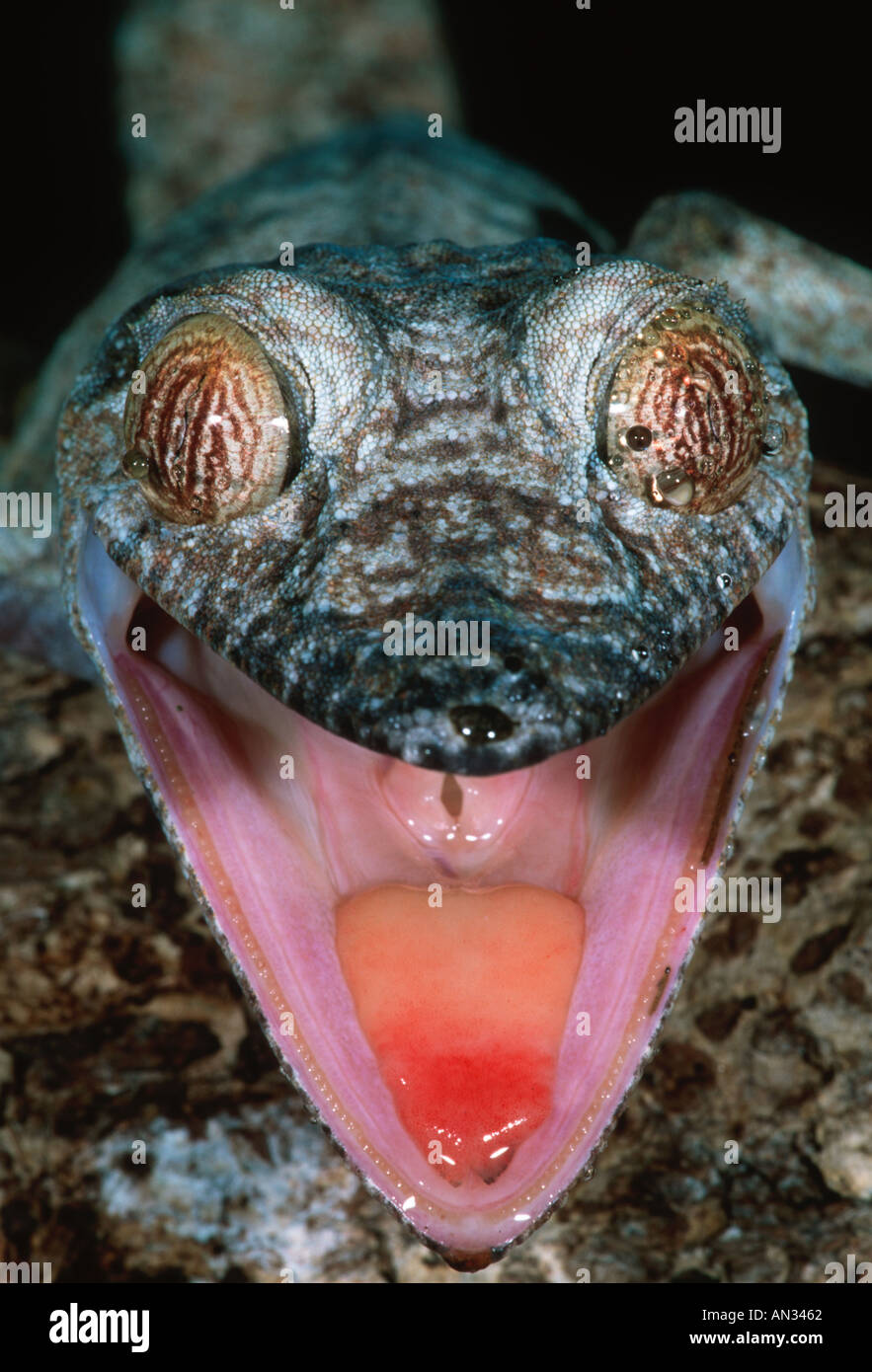 Leaf tailed gecko Uroplatus fimbriatus Displays red mouth when alarmed Madagascar Stock Photo